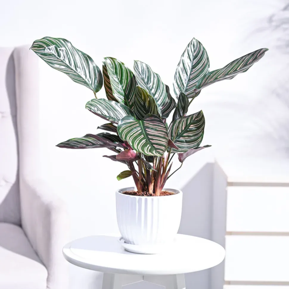 Calathea Sanderiana