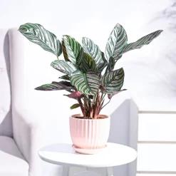 Calathea Sanderiana