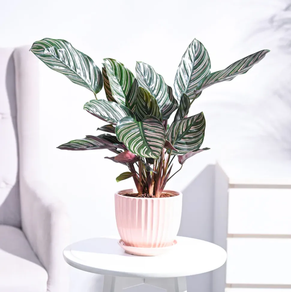 Calathea Sanderiana