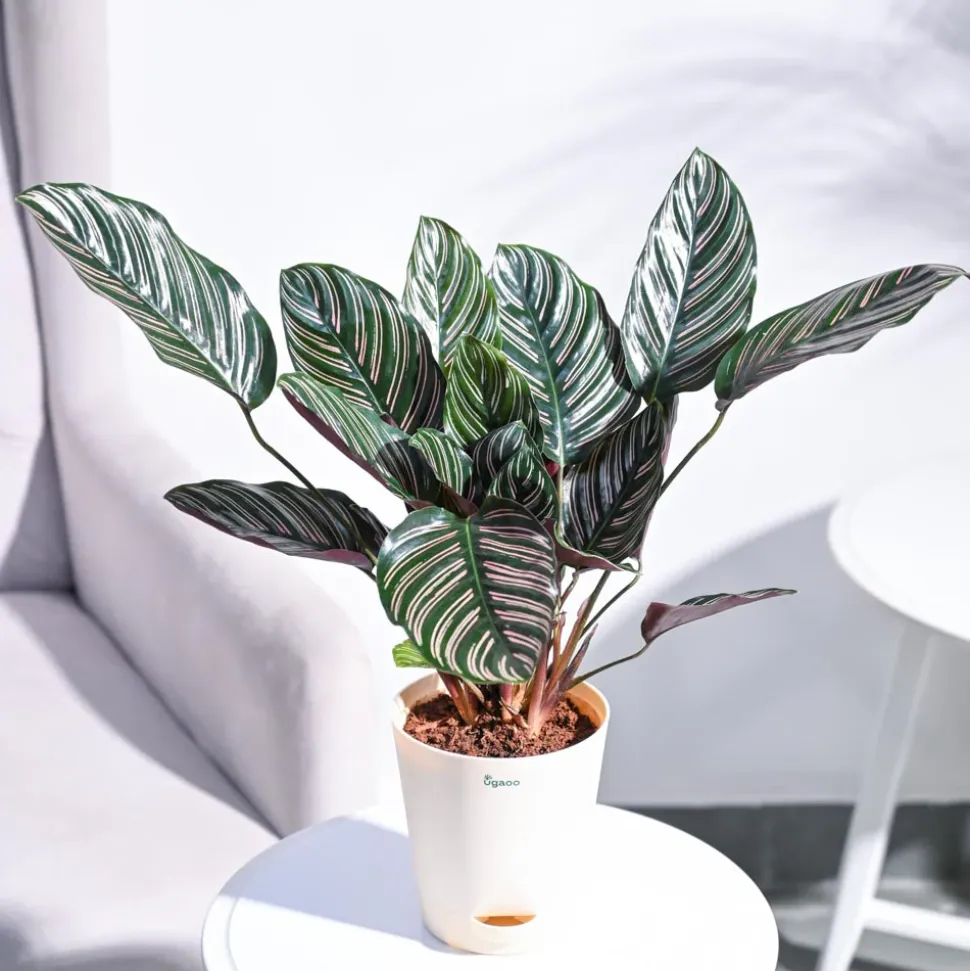 Calathea Sanderiana