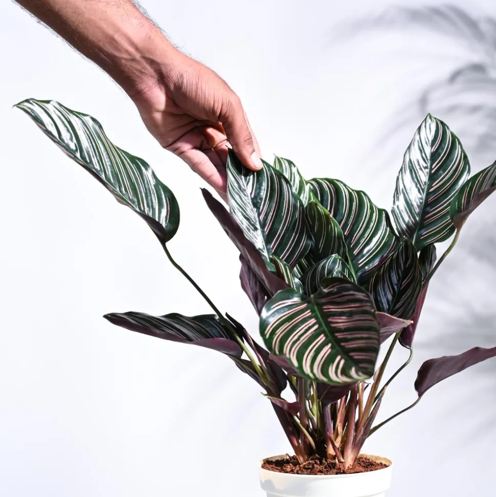 Calathea Sanderiana