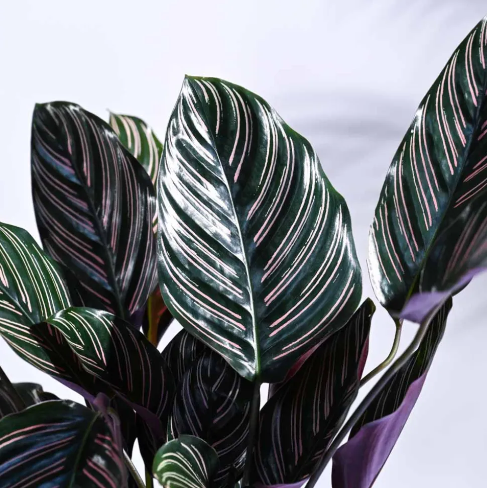 Calathea Sanderiana
