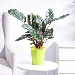Calathea Sanderiana