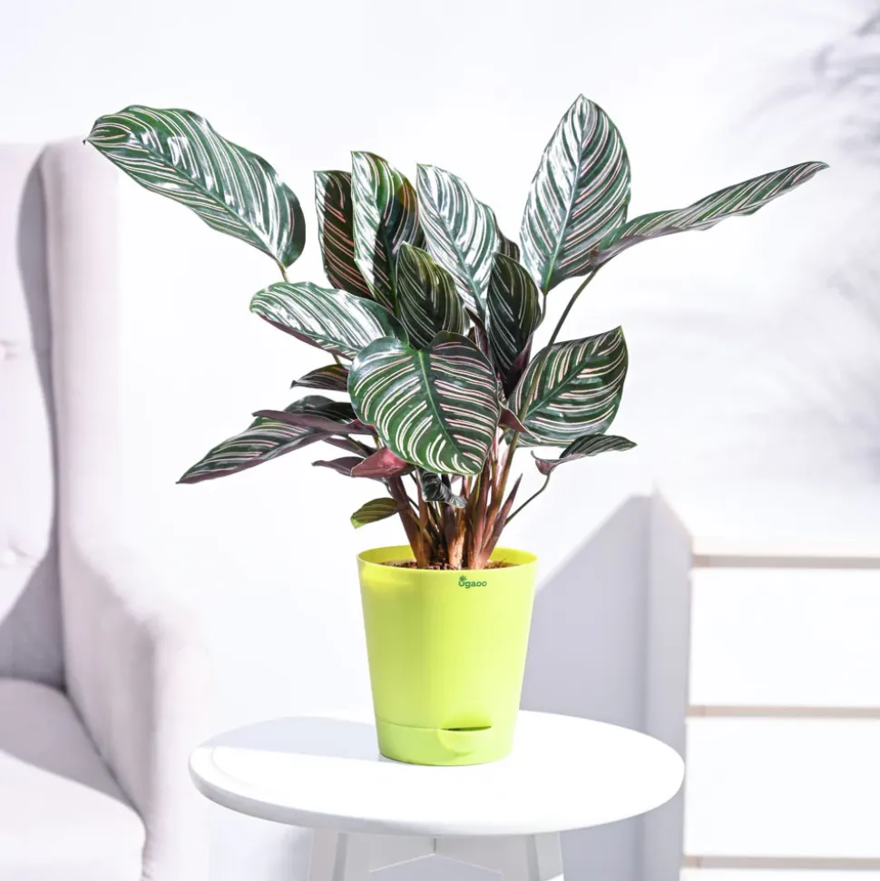 Calathea Sanderiana