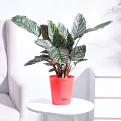 Calathea Sanderiana