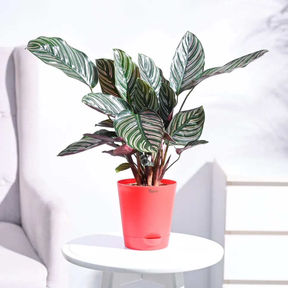 Calathea Sanderiana