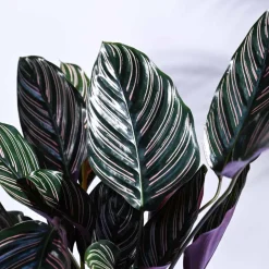 Calathea Sanderiana