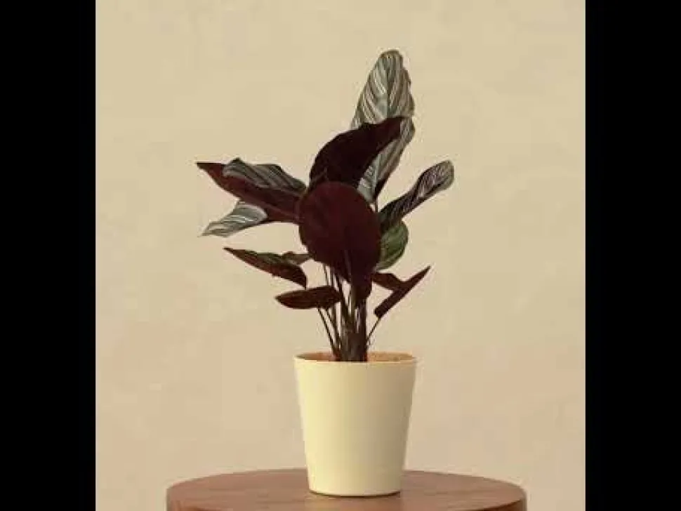 Calathea Sanderiana