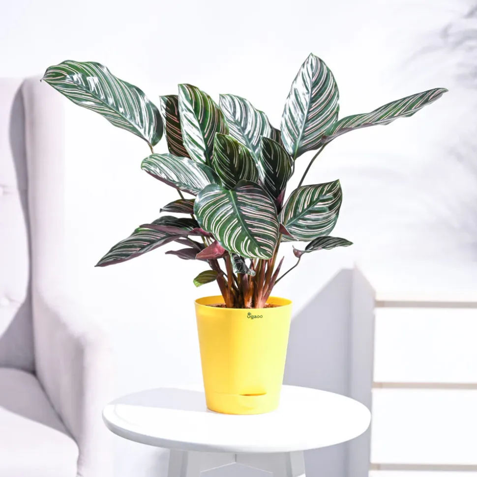 Calathea Sanderiana