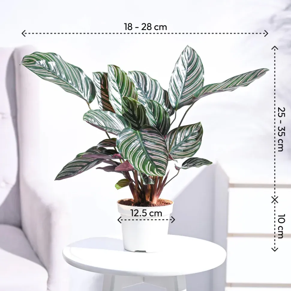 Calathea Sanderiana