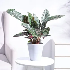Calathea Sanderiana