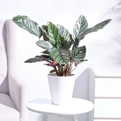 Calathea Sanderiana