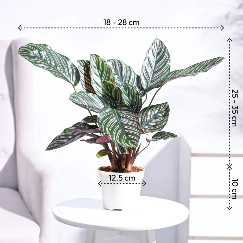 Calathea Sanderiana