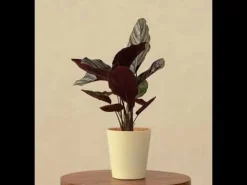 Calathea Sanderiana