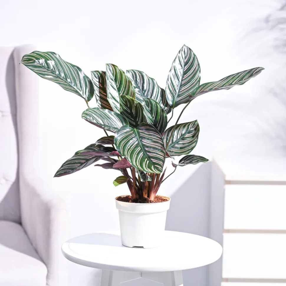 Calathea Sanderiana