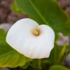 Calla Lily Bulbs