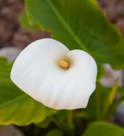 Calla Lily Bulbs