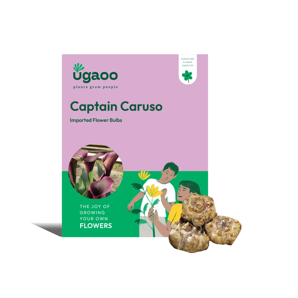 Calla Lily - Captain Caruso Bulbs