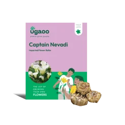 Calla Lily - Captain Nevadi Bulbs
