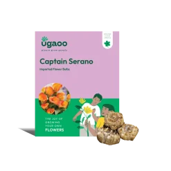 Calla Lily - Captain Serano Bulbs