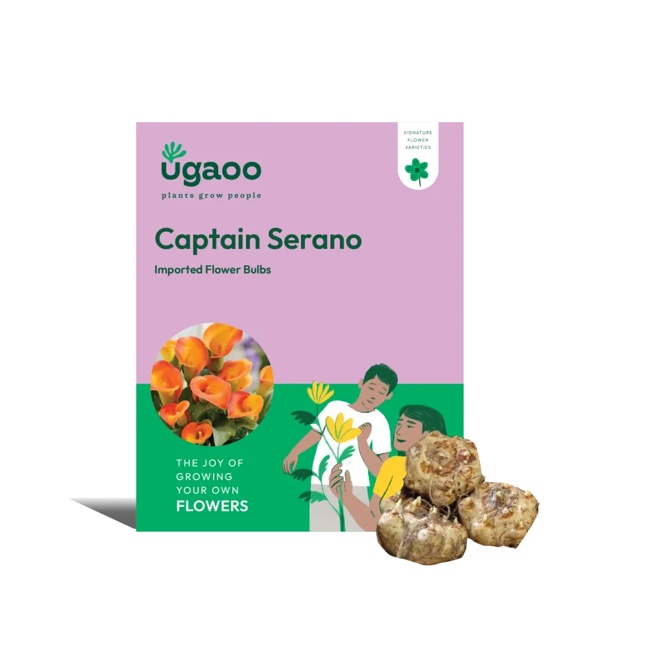 Calla Lily - Captain Serano Bulbs