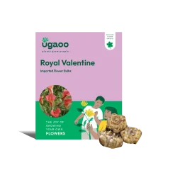 Calla Lily - Royal Valentine Bulbs