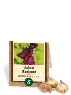 Candyman Gladiolus Bulbs