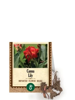 Canna Lily Bulbs