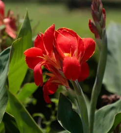 Canna Lily Bulbs
