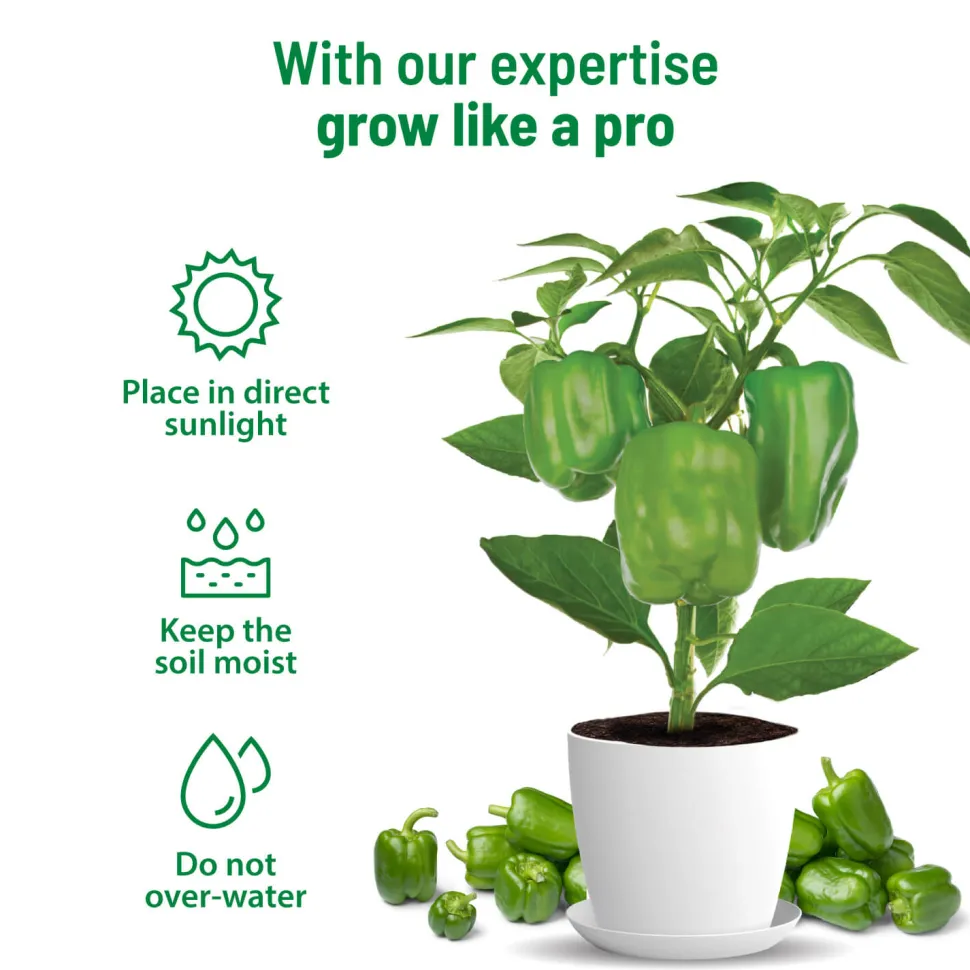 Capsicum Grow Kit