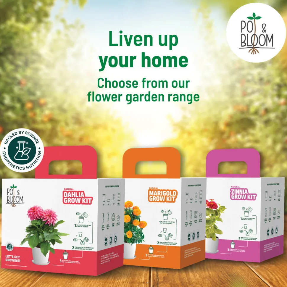 Capsicum Grow Kit