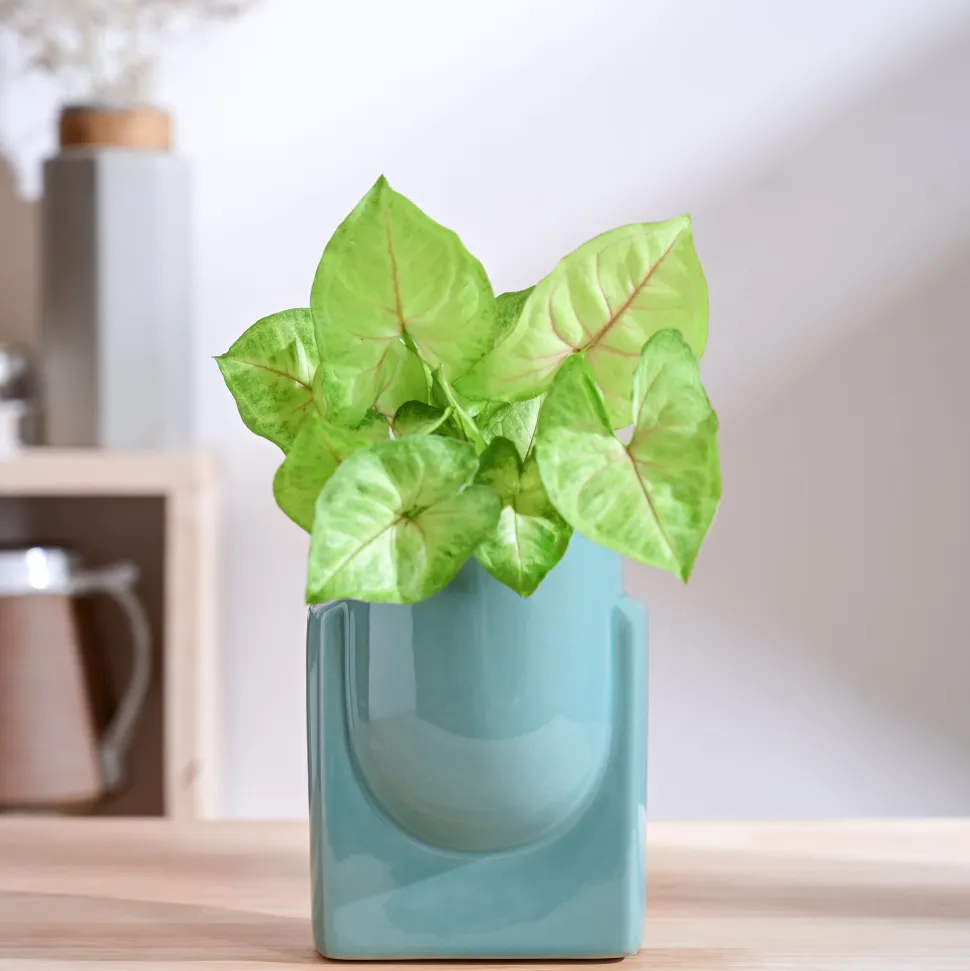 Cats are Gods Ceramic Planter