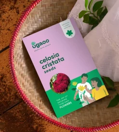 Celosia Cristata Seeds
