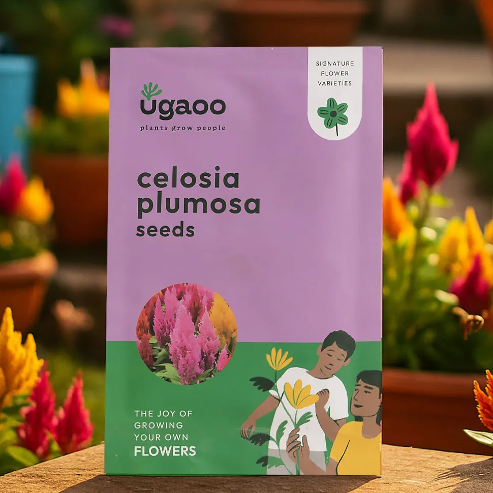 Celosia Plumosa Seeds