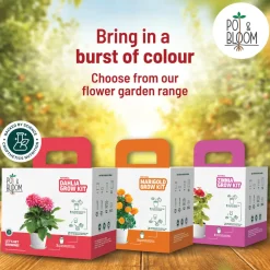 Cherry Tomato Grow Kit