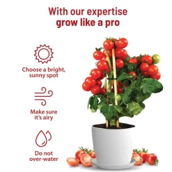 Cherry Tomato Grow Kit