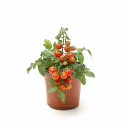 Cherry Tomato Seeds