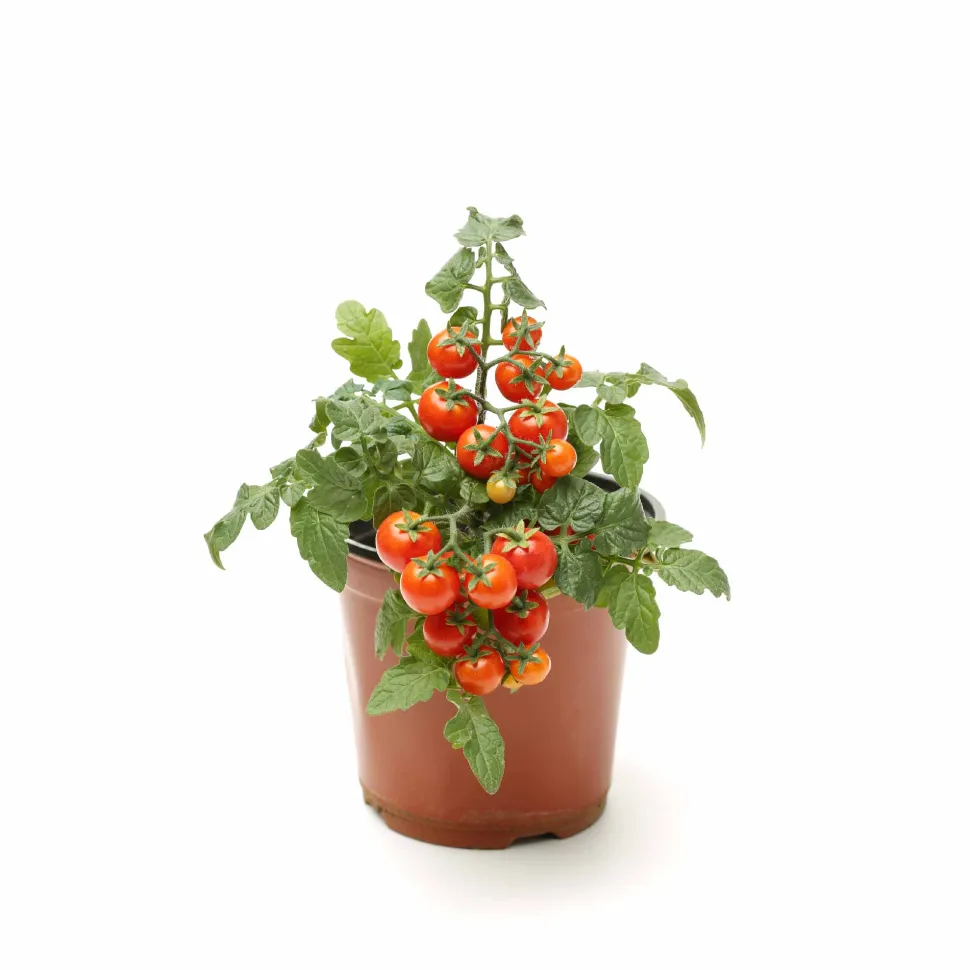 Cherry Tomato Seeds