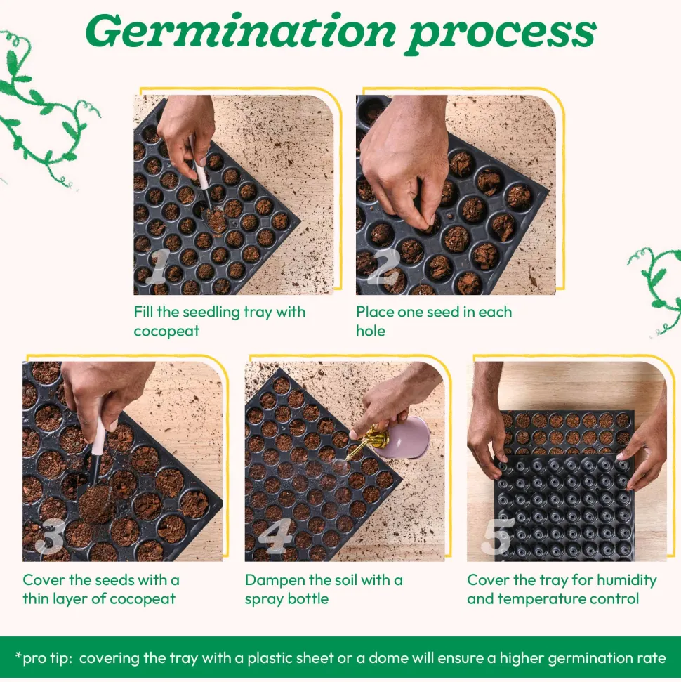 Cherry Tomato Seeds