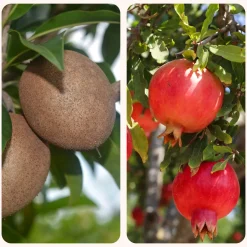 Chiku and Pomegranate Fruit Plant Combo with Grow Bag