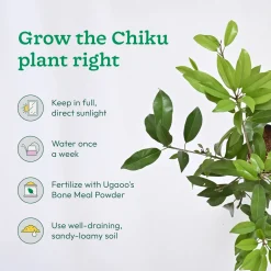 Chiku and Pomegranate Fruit Plant Combo with Grow Bag