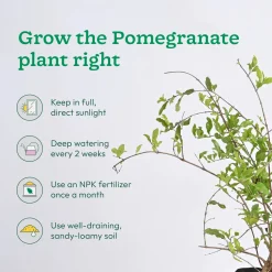 Chiku and Pomegranate Fruit Plant Combo with Grow Bag