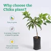 Chiku Plant with Grow Bag
