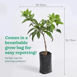 Chiku Plant with Grow Bag