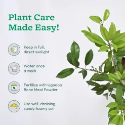 Chiku Plant with Grow Bag
