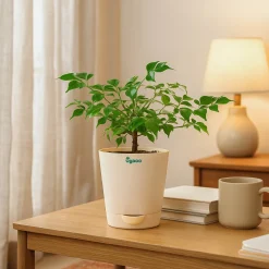 China Doll Plant (4 inch)