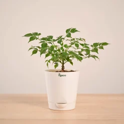 China Doll Plant (4 inch)