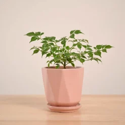China Doll Plant (4 inch)