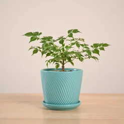 China Doll Plant (4 inch)