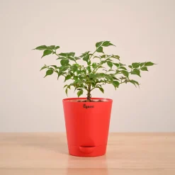 China Doll Plant (4 inch)